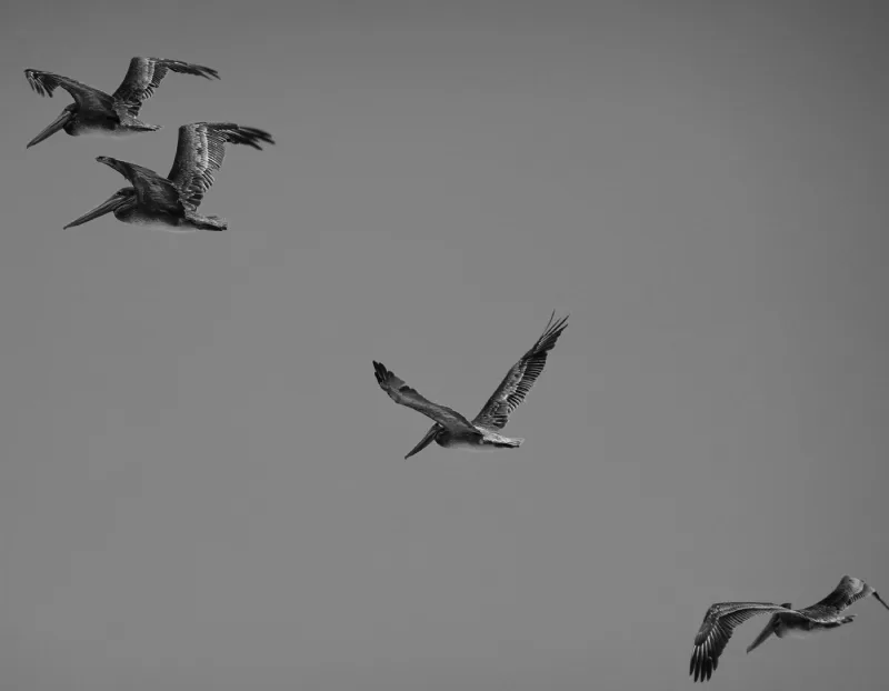  Avoid the birds of sorrow from building a nest on your head 