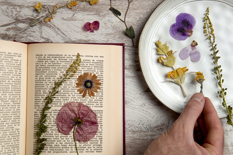 Pressing Flowers